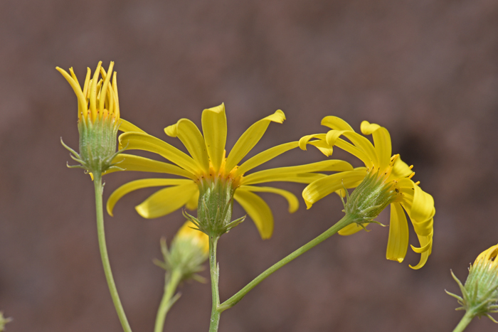 Threadleaf Groundsel, Senecio flaccidus